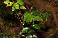 Scolopia braunii