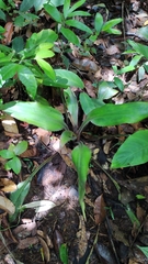 Disteganthus basilateralis