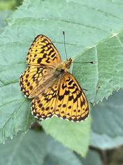 Nymphalidae