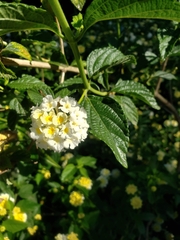 Lantana
