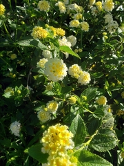Lantana