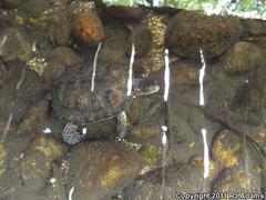 Actinemys marmorata pallida