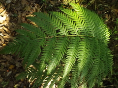 Woodwardia semicordata
