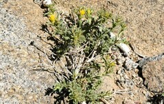 Ericameria suffruticosa