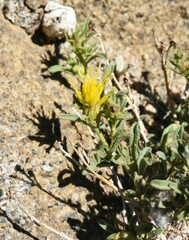 Ericameria suffruticosa