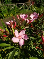 Nerium oleander