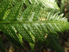Woodwardia semicordata