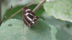 Neptis andetria