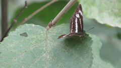 Neptis andetria