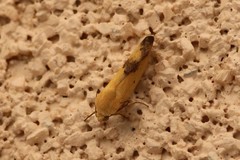 Ponometia tortricina