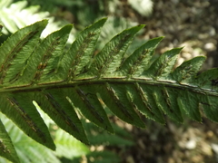 Woodwardia semicordata