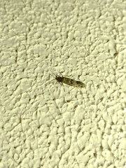 Lepidoptera
