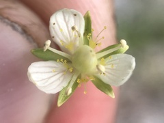Parnassia parviflora
