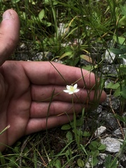 Parnassia parviflora