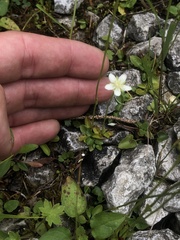 Parnassia parviflora
