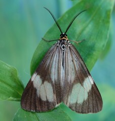 Nyctemera pallescens