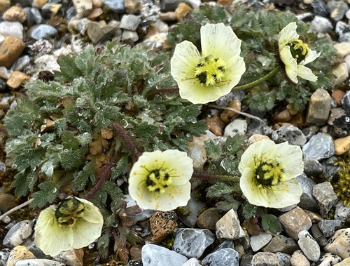 Oreomecon dahliana (Oreomecon dahliana)