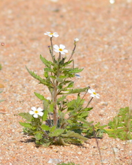 Jamesbrittenia megadenia