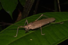 Eumecopterus incisus