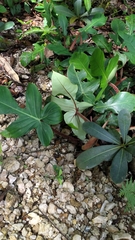 Philodendron squamiferum