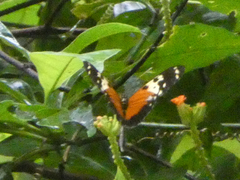 Heliconius hecale melicerta