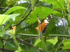 Heliconius hecale melicerta