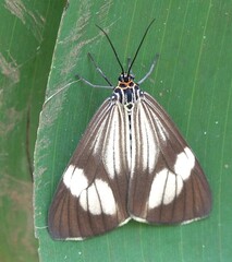 Nyctemera pallescens