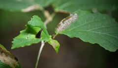 Hormaphis hamamelidis