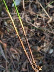 Juncus gregiflorus