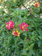 Lantana