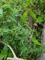 Lysimachia terrestris