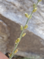 Pennellia micrantha