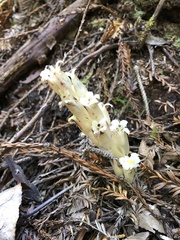 Pityopus californicus