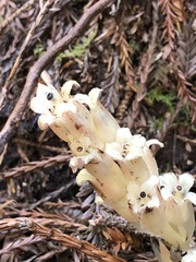 Pityopus californicus