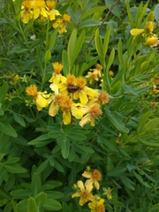 Hypericum swinkianum