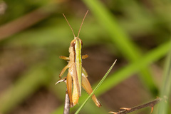 Dichromorpha elegans