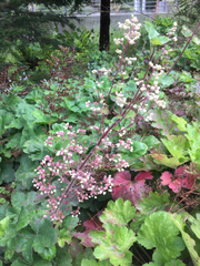 Heuchera maxima
