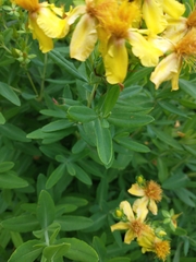 Hypericum swinkianum