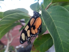 Thyridia psidii aedesia