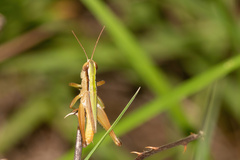 Dichromorpha elegans