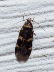 Oegoconia novimundi