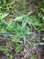Lysimachia terrestris