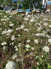 Daucus carota