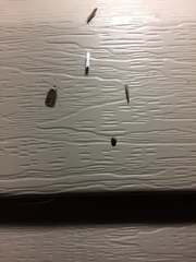 Agonopterix clemensella