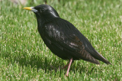 Sturnus unicolor