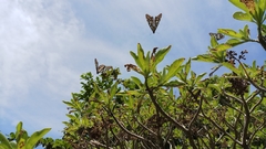 Tirumala limniace limniace