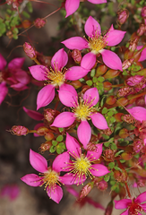 Calytrix brevifolia