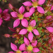 Calytrix brevifolia - Photo (c) robert davis, some rights reserved (CC BY-NC), uploaded by robert davis