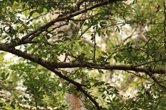 Campylorhynchus