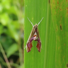 Agathodes designalis